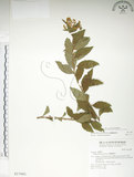 中文名:臺灣繡線菊(S017881)學名:Spiraea formosana Hayata(S017881)