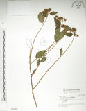 中文名:臺灣繡線菊(S030488)學名:Spiraea formosana Hayata(S030488)