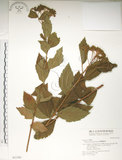 中文名:臺灣繡線菊(S031581)學名:Spiraea formosana Hayata(S031581)