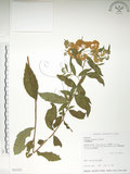 中文名:臺灣繡線菊(S032323)學名:Spiraea formosana Hayata(S032323)