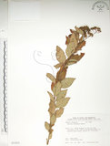中文名:臺灣繡線菊(S035425)學名:Spiraea formosana Hayata(S035425)