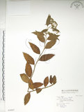 中文名:臺灣繡線菊(S036847)學名:Spiraea formosana Hayata(S036847)