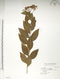 中文名:臺灣繡線菊(S036943)學名:Spiraea formosana Hayata(S036943)