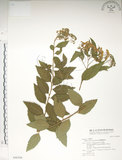 中文名:臺灣繡線菊(S046568)學名:Spiraea formosana Hayata(S046568)