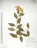 中文名:臺灣繡線菊(S053938)學名:Spiraea formosana Hayata(S053938)