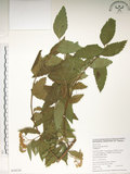 中文名:臺灣繡線菊(S059238)學名:Spiraea formosana Hayata(S059238)