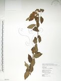 中文名:臺灣繡線菊(S062591)學名:Spiraea formosana Hayata(S062591)