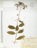 中文名:臺灣繡線菊(S065662)學名:Spiraea formosana Hayata(S065662)