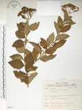 中文名:臺灣繡線菊(S066251)學名:Spiraea formosana Hayata(S066251)