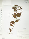 中文名:臺灣繡線菊(S066347)學名:Spiraea formosana Hayata(S066347)