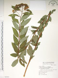 中文名:臺灣繡線菊(S069295)學名:Spiraea formosana Hayata(S069295)