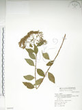 中文名:臺灣繡線菊(S069592)學名:Spiraea formosana Hayata(S069592)