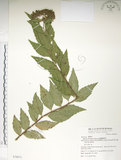 中文名:臺灣繡線菊(S070071)學名:Spiraea formosana Hayata(S070071)