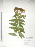 中文名:臺灣繡線菊(S074476)學名:Spiraea formosana Hayata(S074476)