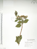 中文名:臺灣繡線菊(S074491)學名:Spiraea formosana Hayata(S074491)