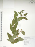 中文名:臺灣繡線菊(S076436)學名:Spiraea formosana Hayata(S076436)