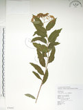 中文名:臺灣繡線菊(S076452)學名:Spiraea formosana Hayata(S076452)