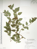 中文名:臺灣繡線菊(S077471)學名:Spiraea formosana Hayata(S077471)