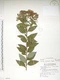 中文名:臺灣繡線菊(S080242)學名:Spiraea formosana Hayata(S080242)