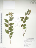 中文名:臺灣繡線菊(S086094)學名:Spiraea formosana Hayata(S086094)