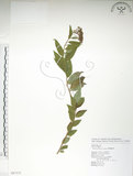中文名:臺灣繡線菊(S087373)學名:Spiraea formosana Hayata(S087373)