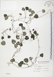 中文名:苞花蔓(S002763)學名:Geophila herbacea (Jacq.) O. Ktze.(S002763)