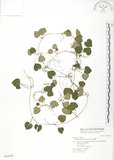 中文名:苞花蔓(S046640)學名:Geophila herbacea (Jacq.) O. Ktze.(S046640)