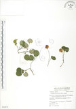 中文名:苞花蔓(S054272)學名:Geophila herbacea (Jacq.) O. Ktze.(S054272)