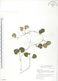 中文名:苞花蔓(S068886)學名:Geophila herbacea (Jacq.) O. Ktze.(S068886)