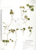 中文名:苞花蔓(S085607)學名:Geophila herbacea (Jacq.) O. Ktze.(S085607)