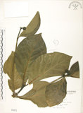 中文名:檄樹(S001971)學名:Morinda citrifolia L.(S001971)英文名:Indian Mulberry