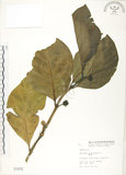 中文名:檄樹(S001972)學名:Morinda citrifolia L.(S001972)英文名:Indian Mulberry