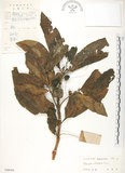 中文名:檄樹(S048684)學名:Morinda citrifolia L.(S048684)英文名:Indian Mulberry