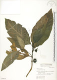 中文名:檄樹(S050878)學名:Morinda citrifolia L.(S050878)英文名:Indian Mulberry