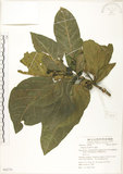 中文名:檄樹(S062731)學名:Morinda citrifolia L.(S062731)英文名:Indian Mulberry