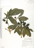 中文名:檄樹(S062768)學名:Morinda citrifolia L.(S062768)英文名:Indian Mulberry
