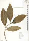 中文名:檄樹(S063673)學名:Morinda citrifolia L.(S063673)英文名:Indian Mulberry