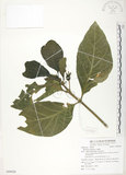 中文名:檄樹(S089028)學名:Morinda citrifolia L.(S089028)英文名:Indian Mulberry