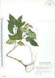 中文名:小花蛇根草(S074942)學名:Ophiorrhiza kuroiwae Makino(S074942)