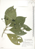 中文名:錫蘭玉心花(S074956)學名:Tarenna zeylanica Gaertn.(S074956)