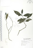 中文名:錫蘭玉心花(S088859)學名:Tarenna zeylanica Gaertn.(S088859)