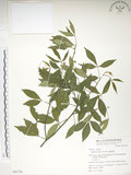 中文名:飛龍掌血(S063726)學名:Toddalia asiatica (L.) Lam.(S063726)英文名:Asian Toddalia