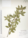 中文名:飛龍掌血(S072674)學名:Toddalia asiatica (L.) Lam.(S072674)英文名:Asian Toddalia