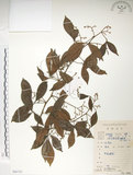 中文名:飛龍掌血(S086725)學名:Toddalia asiatica (L.) Lam.(S086725)英文名:Asian Toddalia