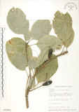 中文名:蘭嶼山欖(S016266)學名:Planchonella duclitan (Blanco) Bakh. f.(S016266)