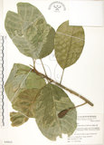 中文名:蘭嶼山欖(S049635)學名:Planchonella duclitan (Blanco) Bakh. f.(S049635)