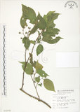 中文名:石朴(S012932)學名:Celtis formosana Hayata(S012932)英文名:Taiwan Hackberry