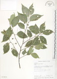 中文名:石朴(S013414)學名:Celtis formosana Hayata(S013414)英文名:Taiwan Hackberry