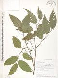 中文名:石朴(S017940)學名:Celtis formosana Hayata(S017940)英文名:Taiwan Hackberry