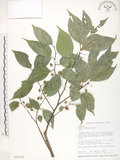 中文名:石朴(S026128)學名:Celtis formosana Hayata(S026128)英文名:Taiwan Hackberry